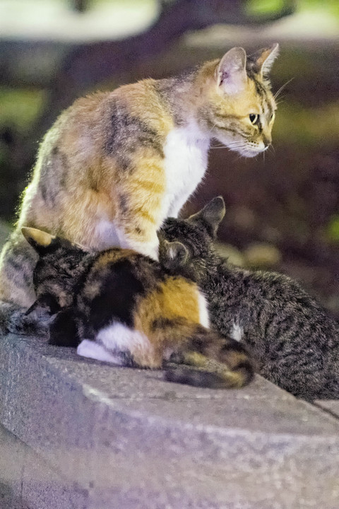 <夜撮影>授乳から離乳へ