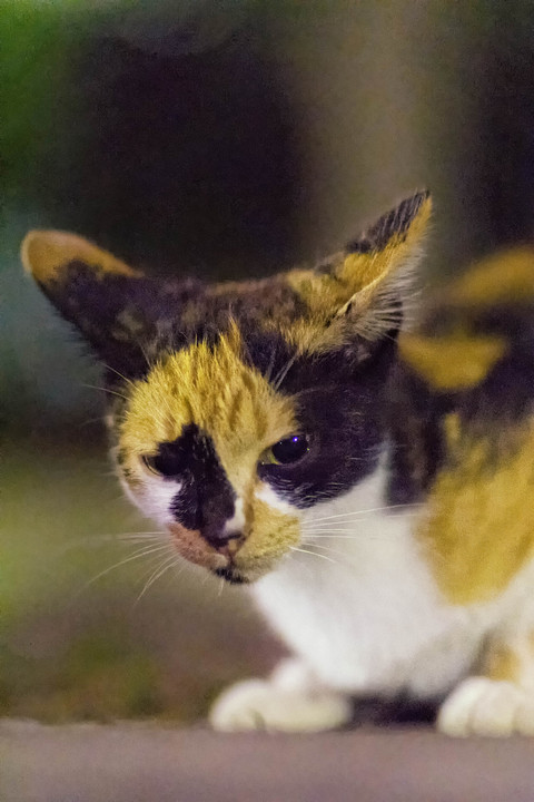 <夜撮影>賛香ちゃん♀三昧（３枚）