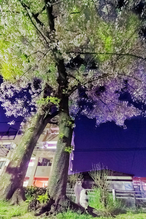 <夜撮影>おじょう♀桜