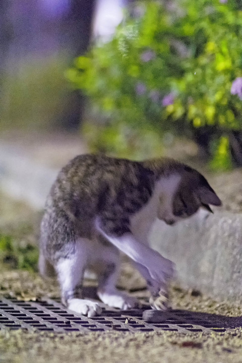 <夜撮影>動くもの大好きララちゃん♂