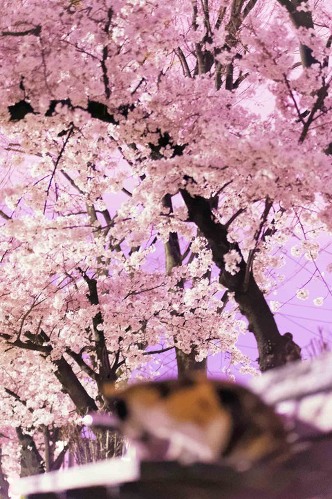 <夜撮影>ミケと桜と時々さくら