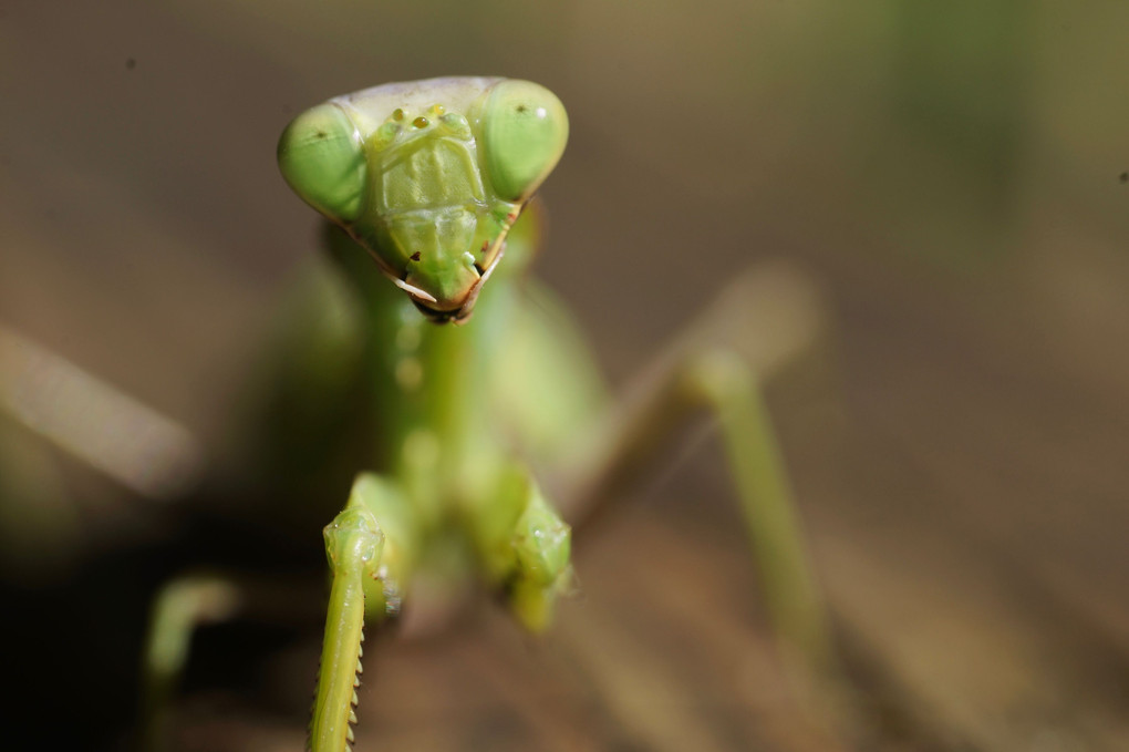 カマキリの顔