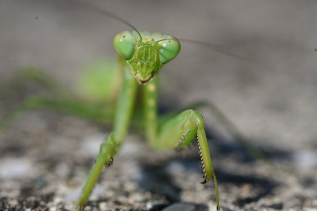 カマキリの顔