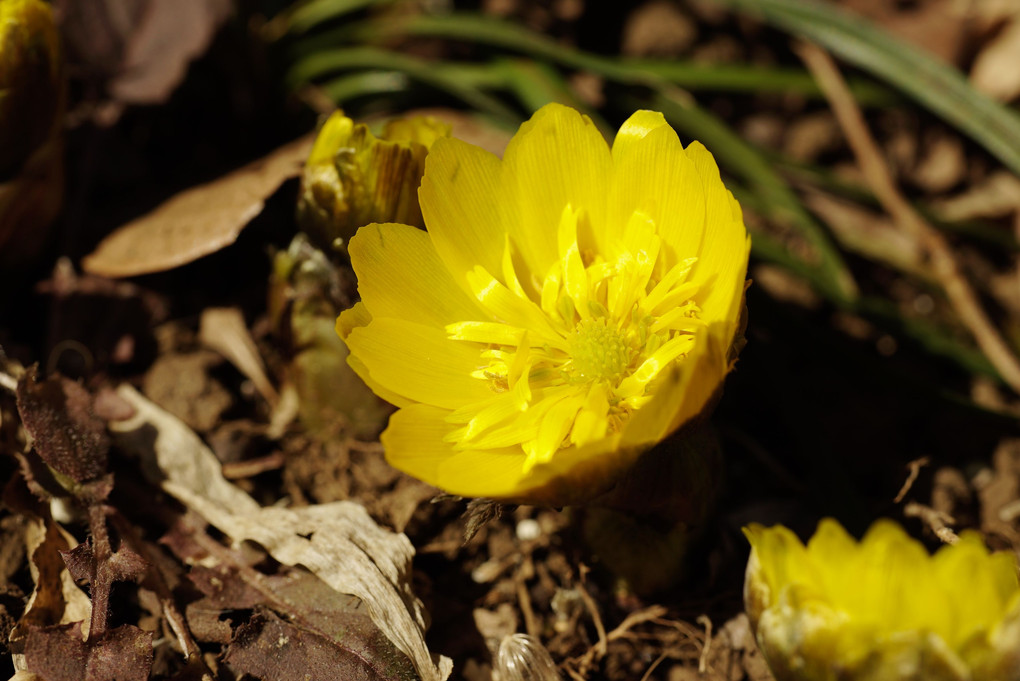 早春の黄色