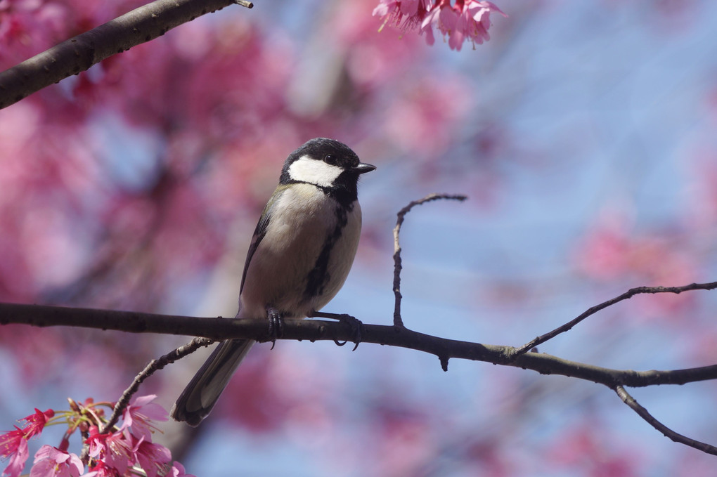 桜にきました