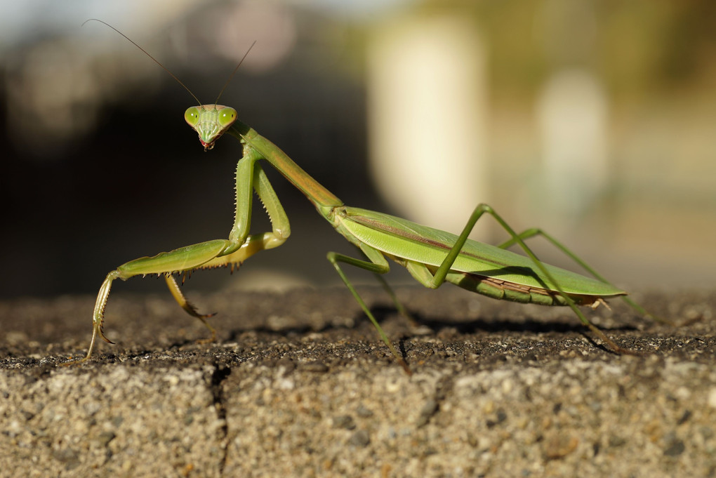 チョウセンカマキリ