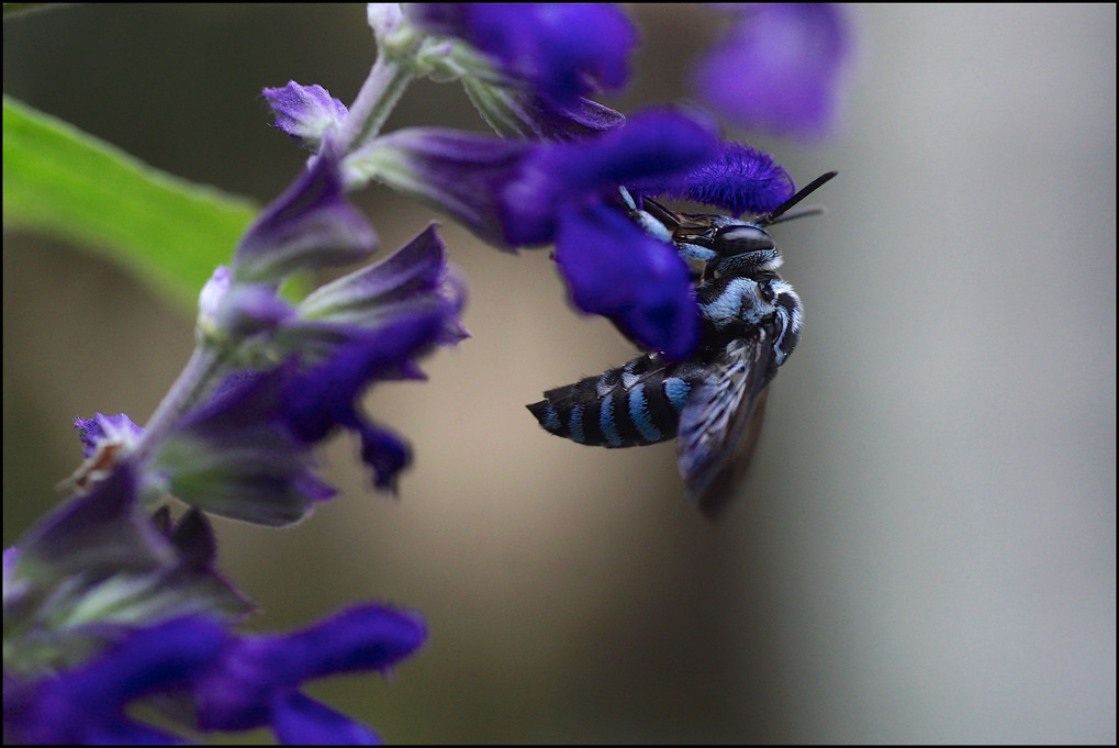 10月の青いハチ