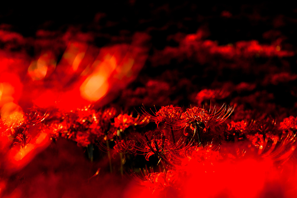 『　赤の花園　』