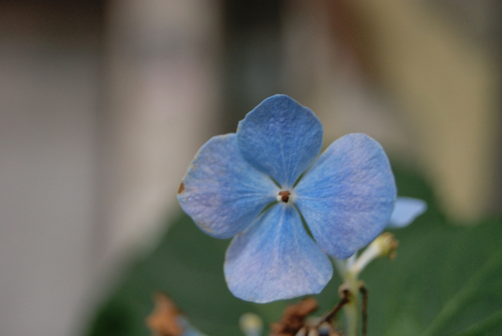 枯れてきた紫陽花