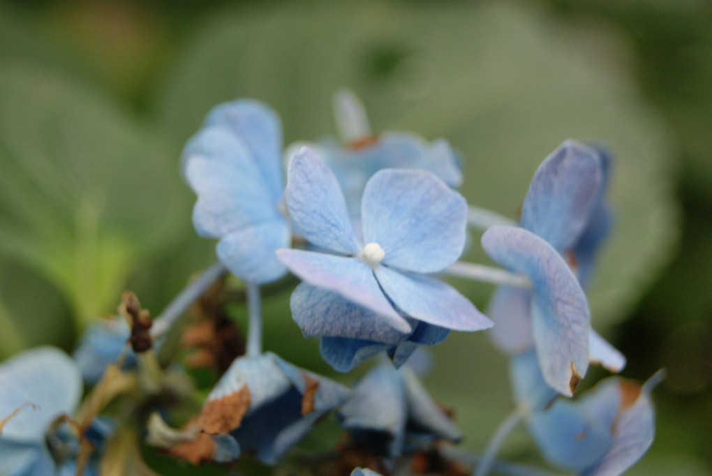 枯れてきた紫陽花