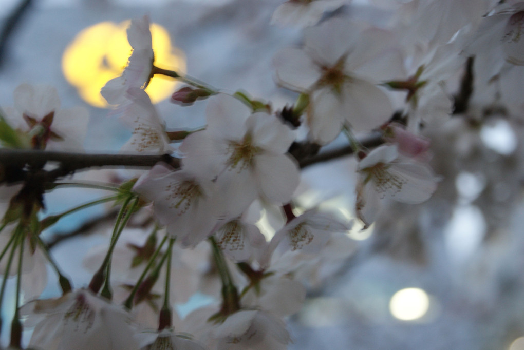 クロネコの月と桜
