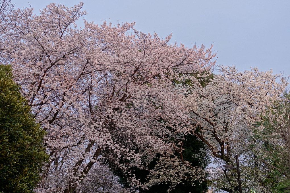 夕桜