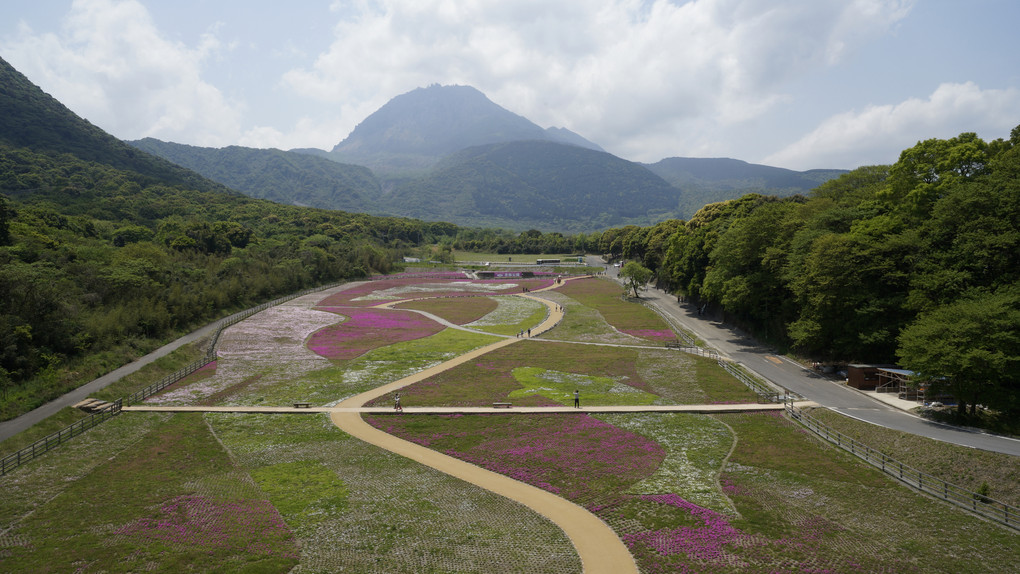 平成新山と芝桜