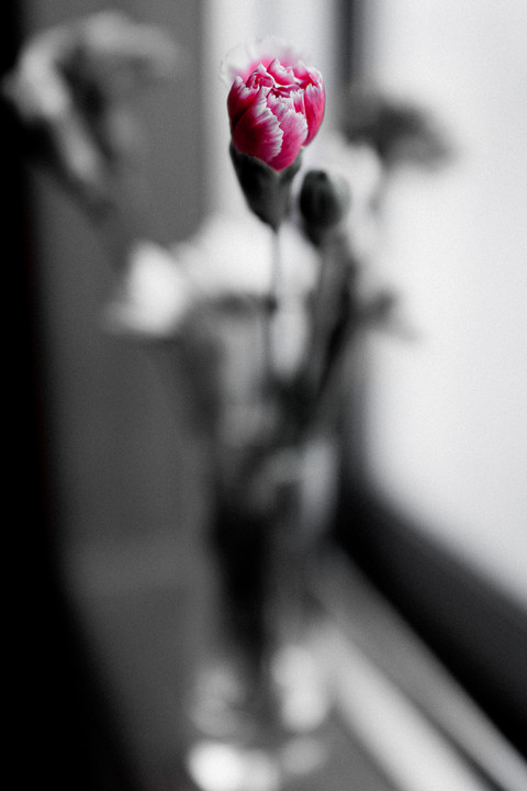 carnation　～cool beauty～