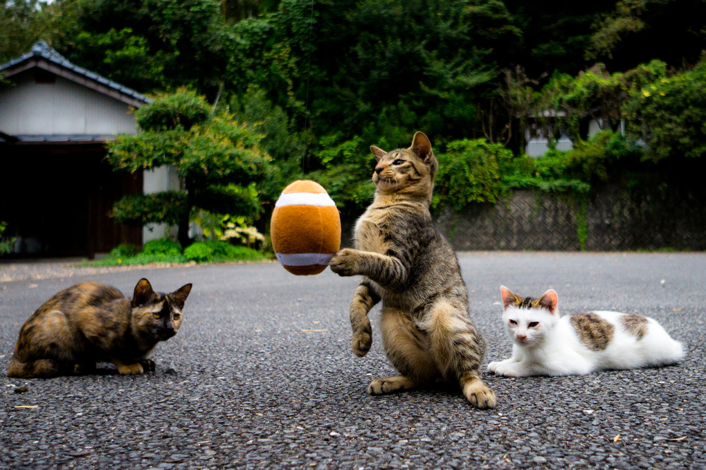 頑張れニッポン!?