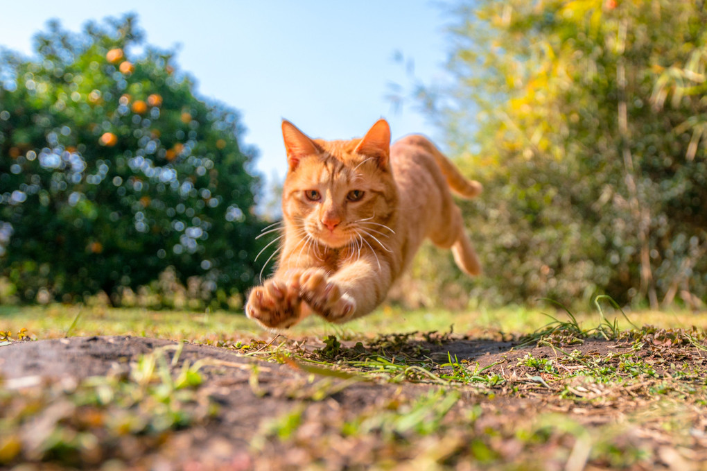 猫ジャラシの使い方