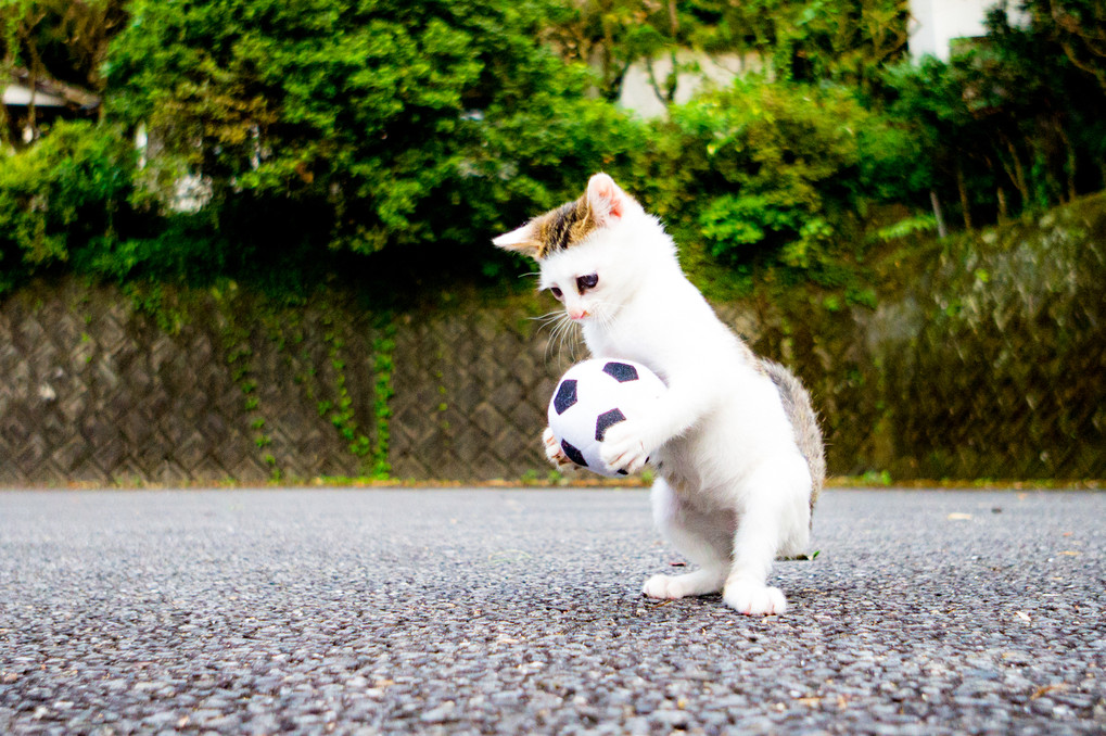 サッカー大好き!?