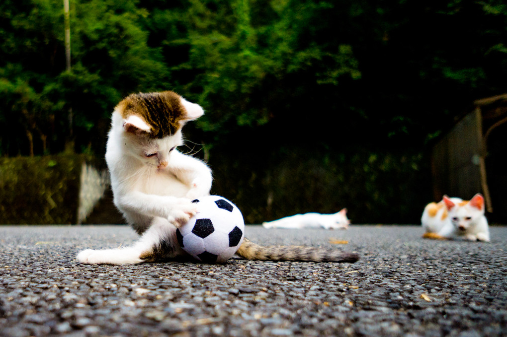 サッカー大好き!?