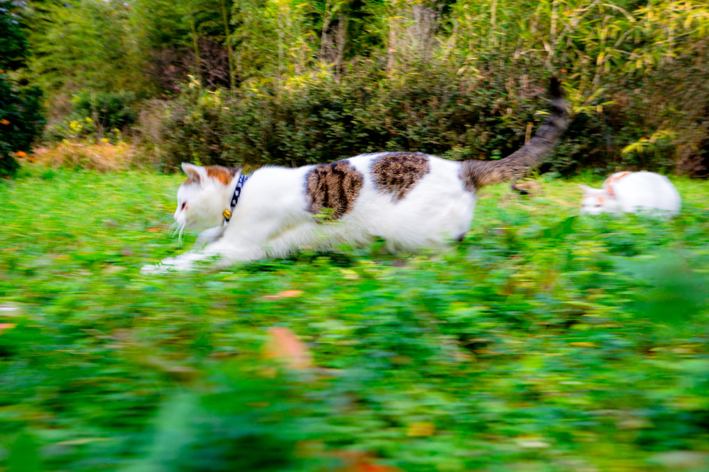 猫 走る