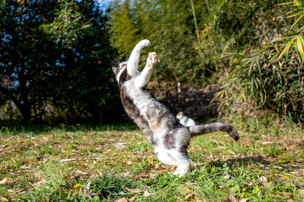 奥義 猫拳