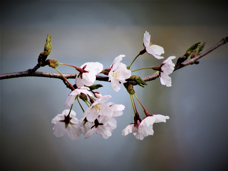 桜花の輝き