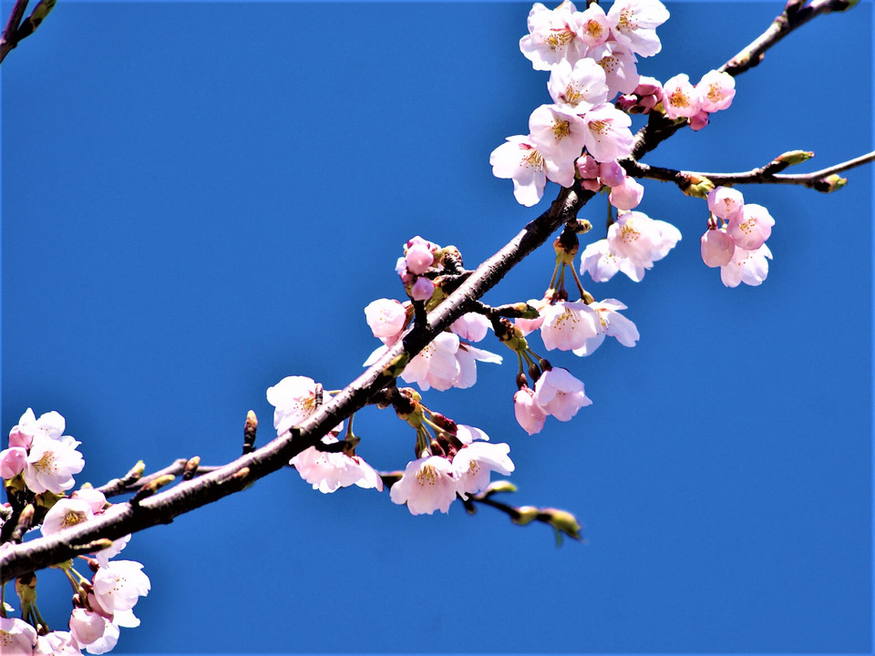 桜花の輝き