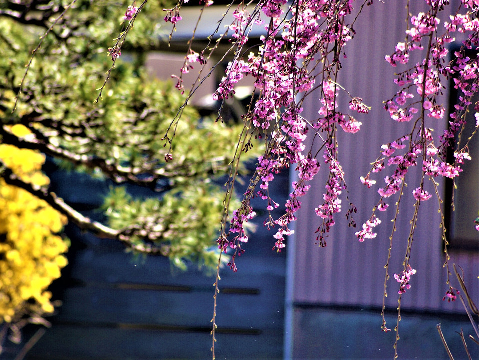 桜花の輝き