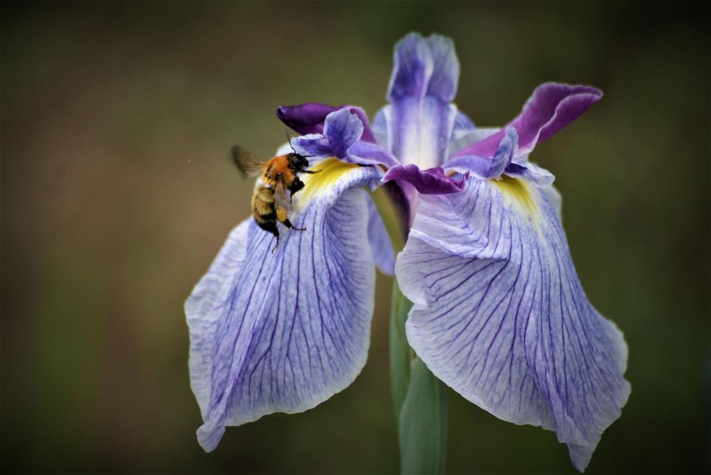 蜜蜂と花菖蒲（紫・黄・桃・白色）