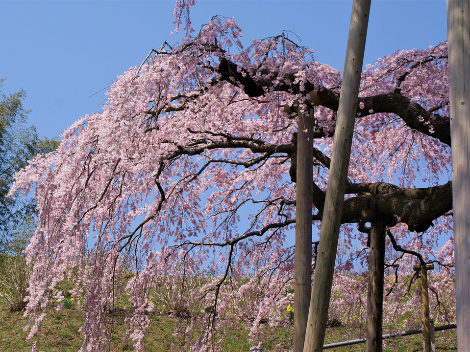 福島 三春町の滝桜の雄姿