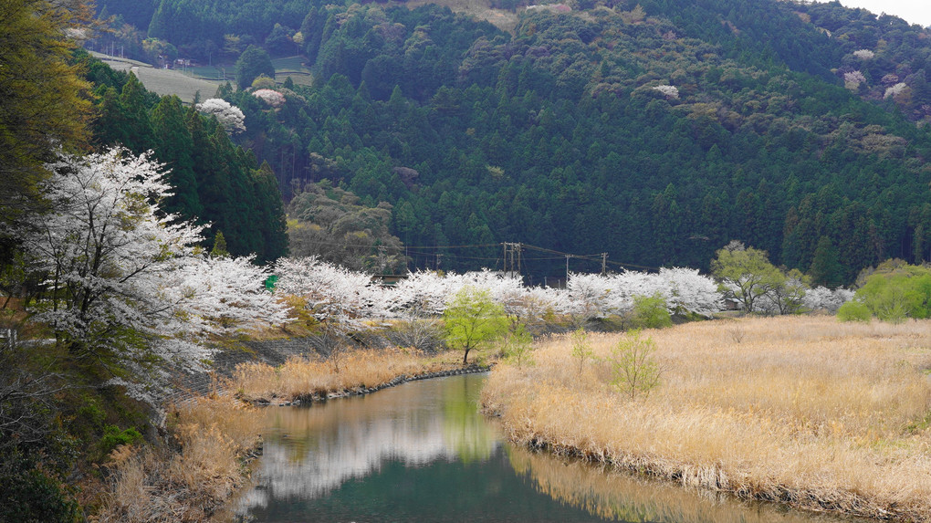 大井川鐵道　家山の桜トンネル付近にて