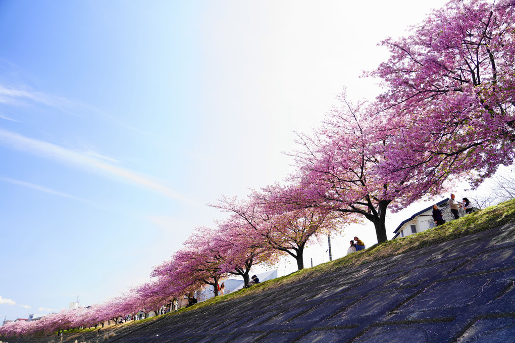 乙川の葵桜♪　