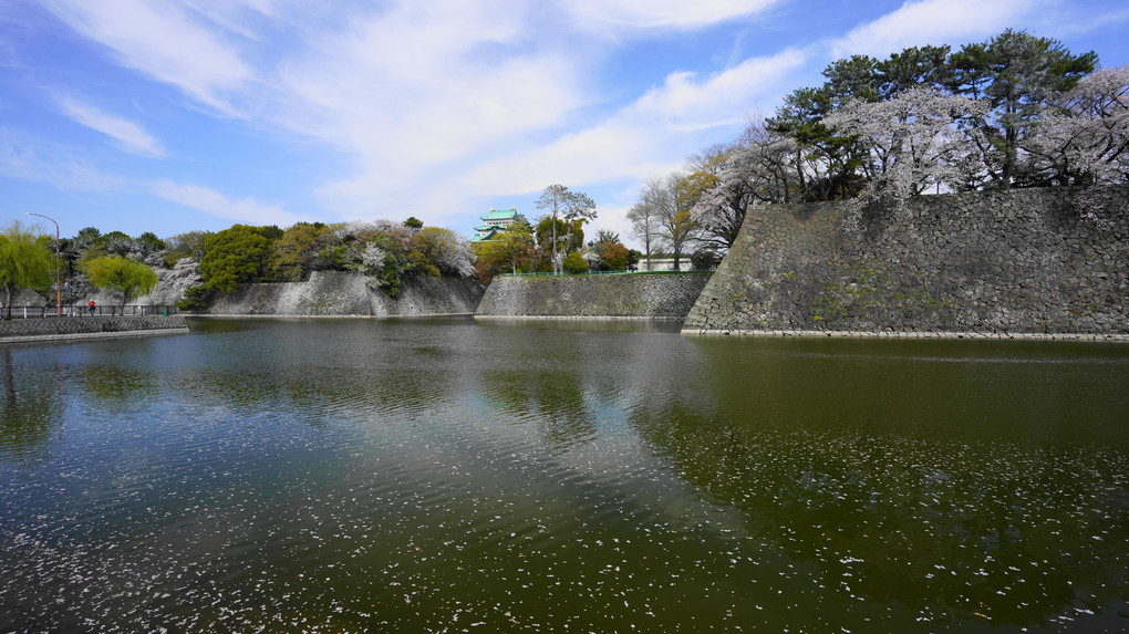 名古屋城と桜♪