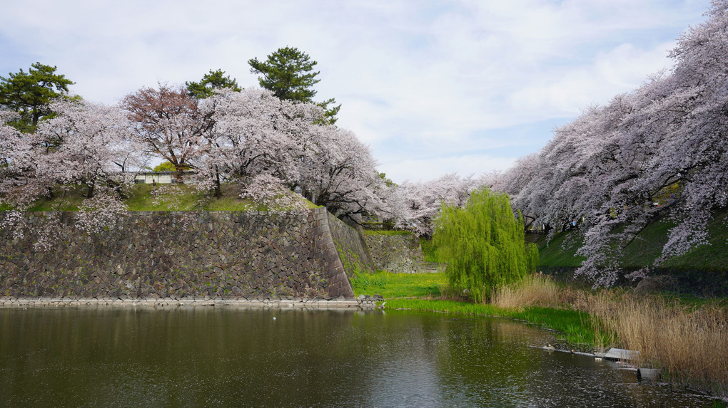 名古屋城と桜♪