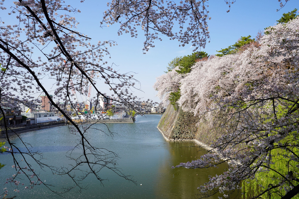 名古屋城と桜♪