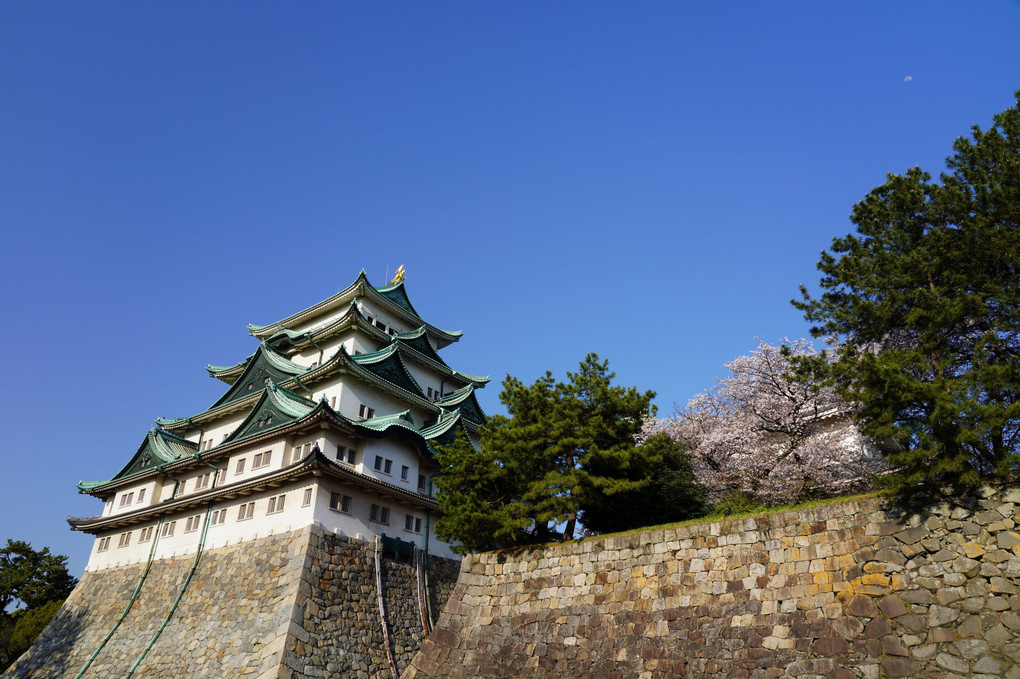 名古屋城と桜♪