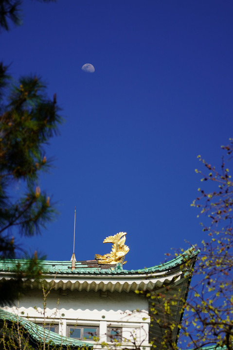 名古屋城と桜♪