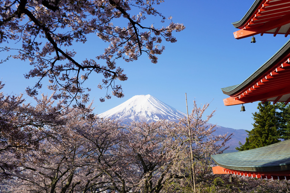 新倉山浅間公園にて♪ 春の富士山とさくら