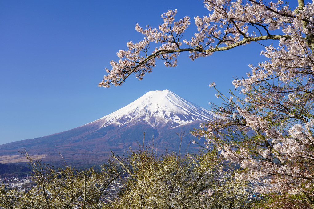 新倉山浅間公園にて♪ 春の富士山とさくら