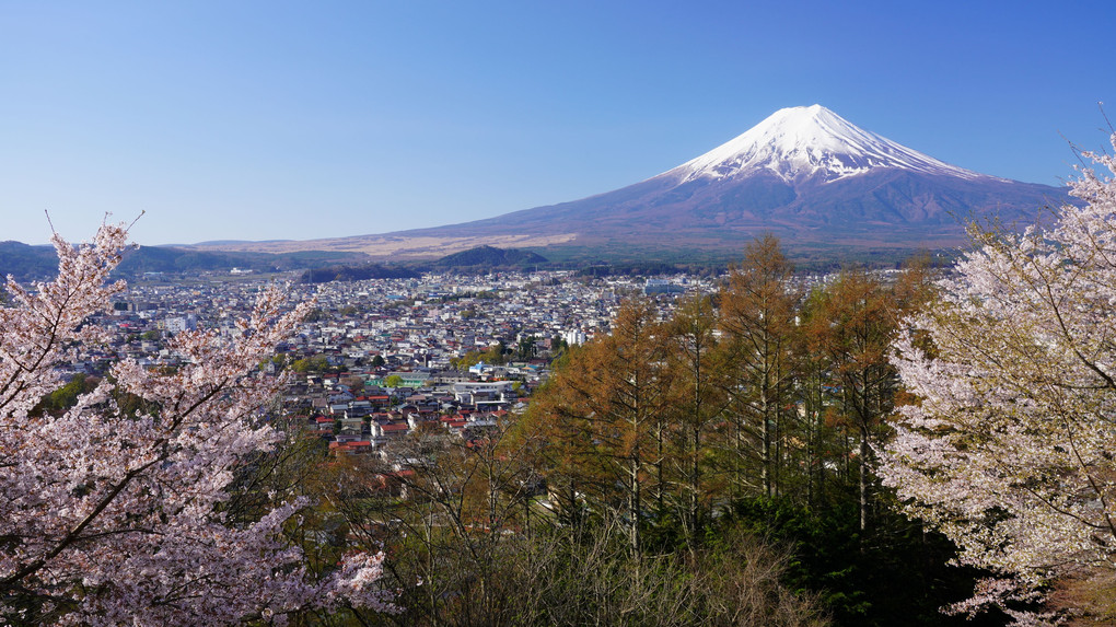 新倉山浅間公園にて♪ 春の富士山とさくら