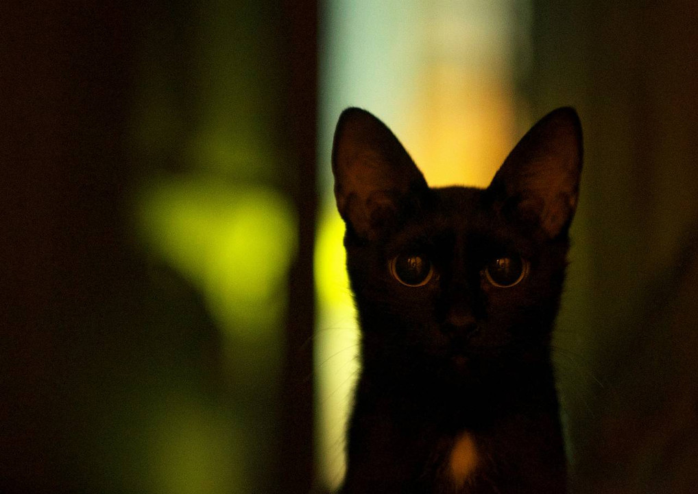 真夜中の黒猫
