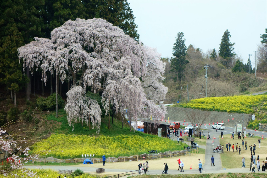 合戦場の桜