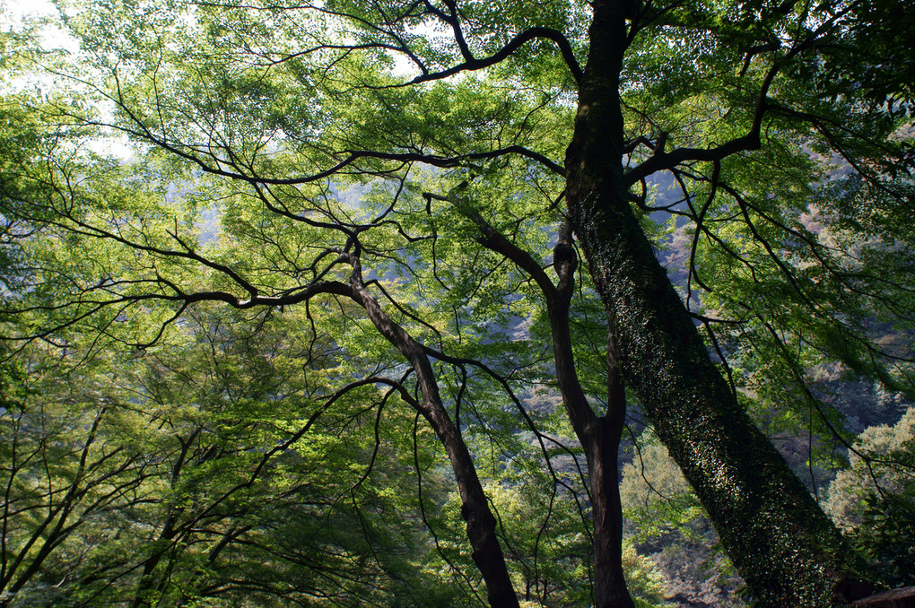 木々　（撮影地：大阪　箕面公園）