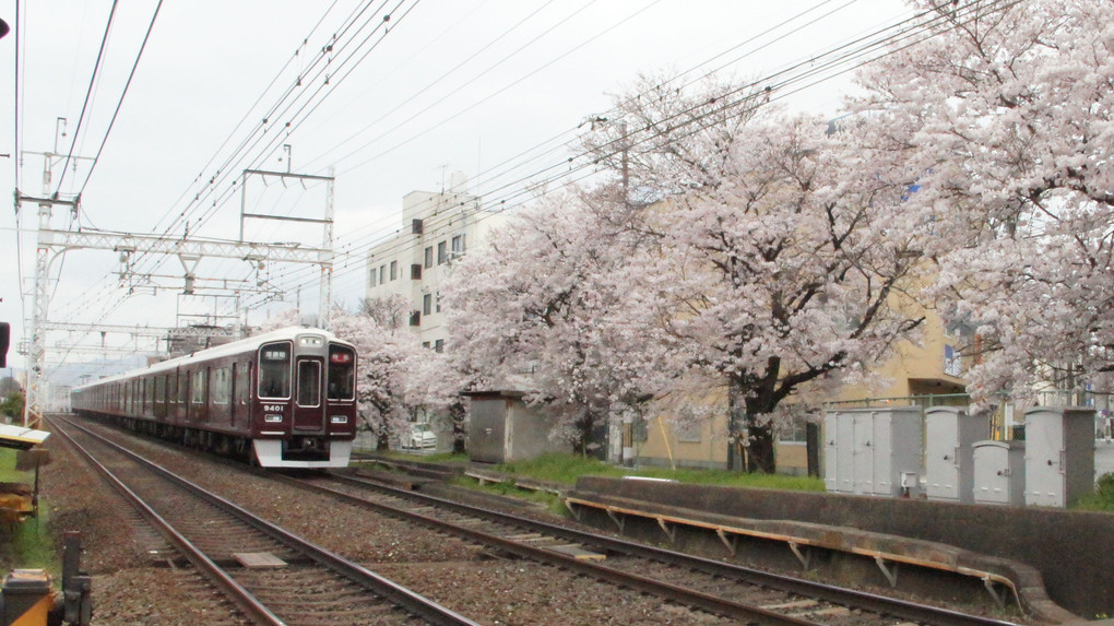 桜並木