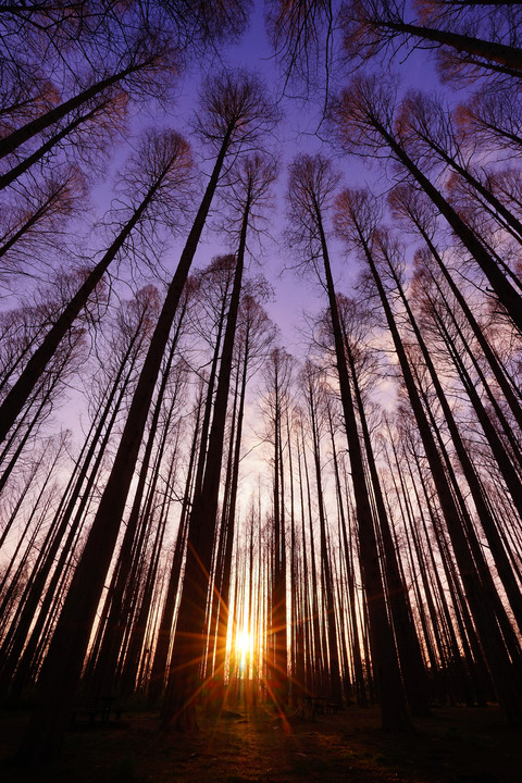 メタセコイアの夕暮れ