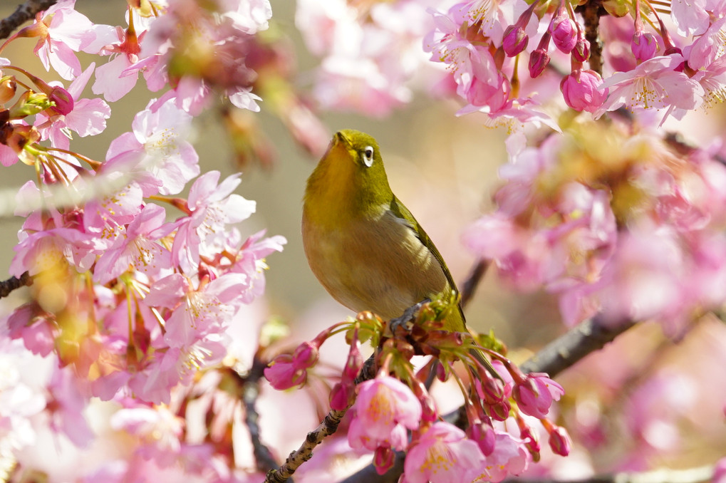 我が世の春、桜目次郎
