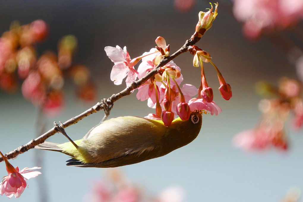 チョイ咲き桜目次郎（河津桜・メジロ）