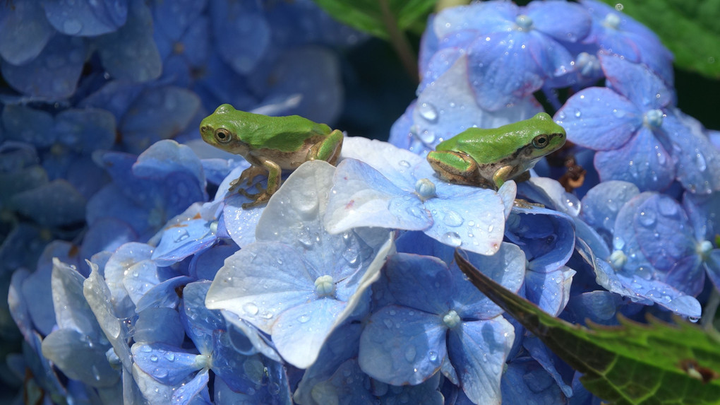 嵐の後、紫陽花の天辺に