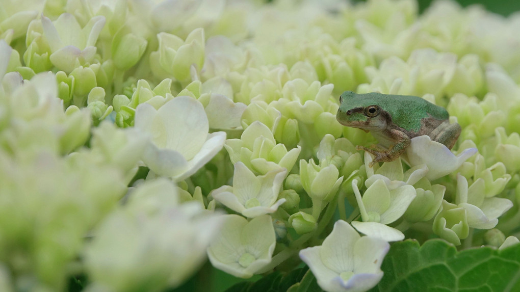 嵐の後、紫陽花の天辺に