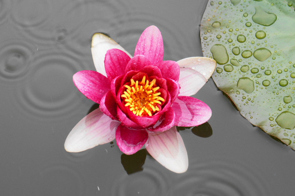 睡蓮と梅雨