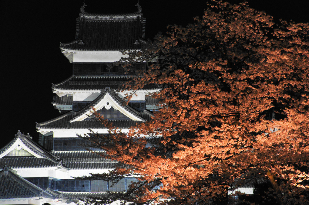 国宝松本城と夜桜